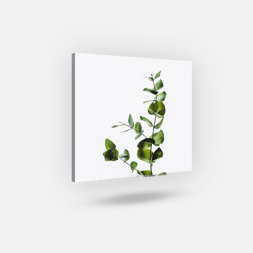 Tableau - Plante Verte